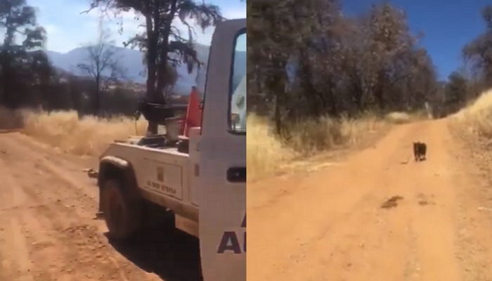 풀숲에 쓰러진 ‘주인’ 살리려 도로 한복판에서 차 ‘막아선’ 강아지