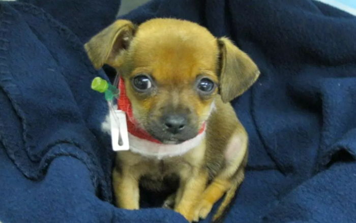 “귀·꼬리는 더 짧게” 원하는 댕댕이 ‘주문 제작’ 받는 개번식농장의 실태