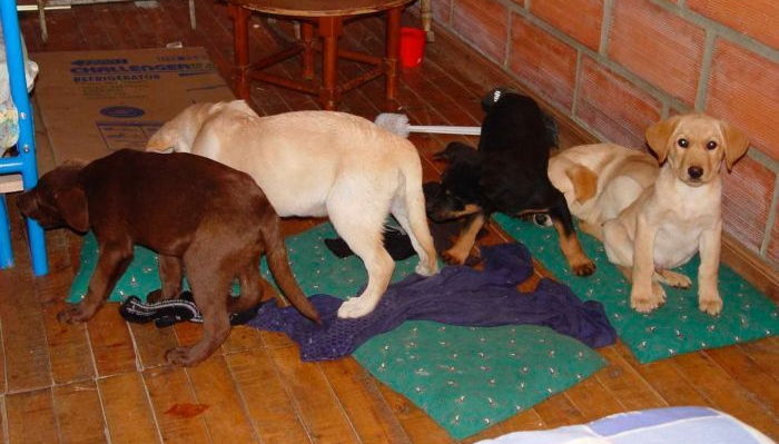 수의사가 배 갈라 ‘마약’ 넣고 비밀 운반책으로 사용해 ‘떼죽음’ 당한 강아지들