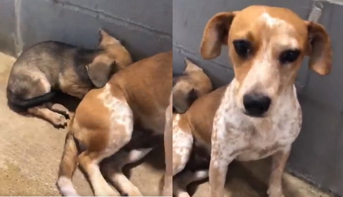 낯선 보호소서 ‘벌벌’ 떨면서도 겁에 질린 새끼 품어주며 위로한 ‘엄마’ 유기견