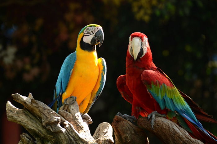 “제가 싫다고 소리쳐도 누나가 앵무새를 키웠던 이유를 알고 눈물이 났습니다”
