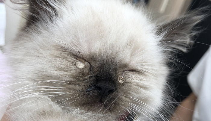 “너무 아파요” 날카로운 주삿바늘에 눈물 ‘또르르’ 흘려버린 냥이