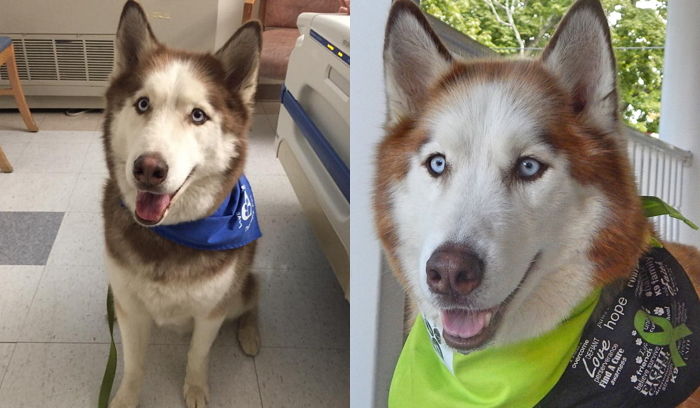 생존 확률 낮아도 암 걸린 반려견 살리려 ‘7,800만원’ 빚지고 치료해준 주인