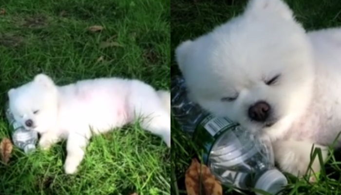 “살아있나요?” 낮잠 자는 세젤귀 ‘달리’ 미모에 푹 빠진 미국 시민들이 한 말