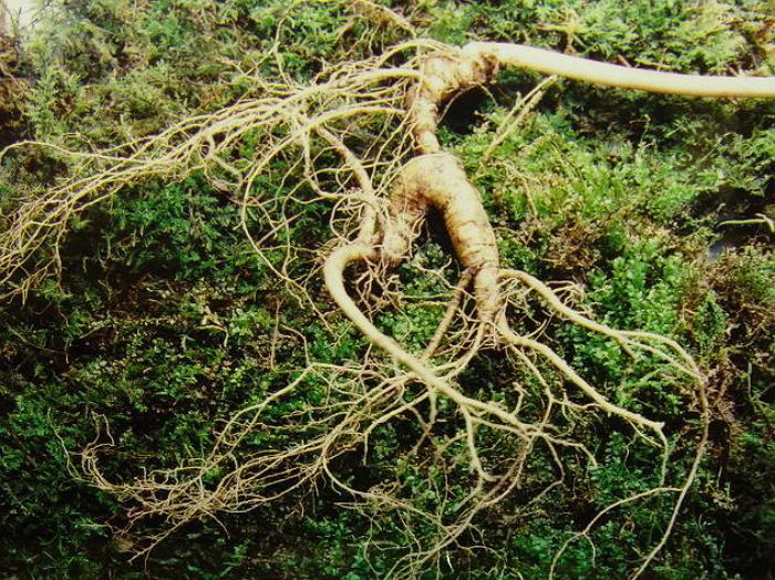 아버지 명복 빌러 사찰 찾았다가 ‘6천만원’ 어치 산삼 발견한 남성