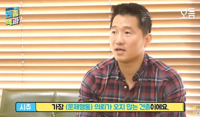 먹을 것만 좋아하는 줄 알았던 우리집 댕댕이 ‘시츄’는 사실 ‘천사견’이다