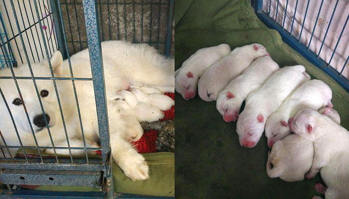 ‘진통’ 눈치채고 출근하는 주인 막아 ‘도움’ 청한 사모예드 강아지