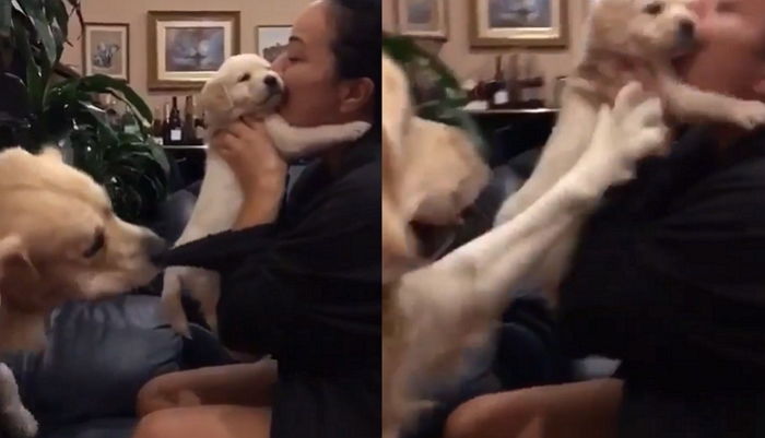 새끼 뺏길까봐 주인 손길 온몸으로 막는 ‘엄마’ 리트리버