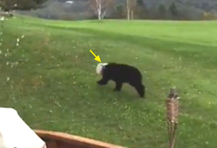 사람이 버린 ‘플라스틱’에 얼굴 껴 ‘질식사’ 직전 구조된 아기 곰