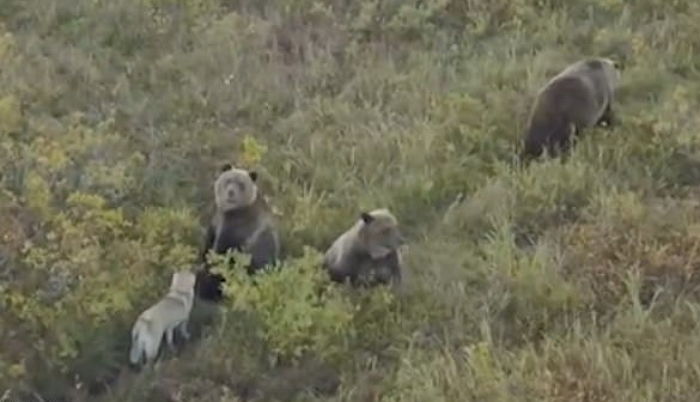 숲에서 만난 ‘야생곰’ 가족과도 한순간에 친구먹는 ‘인싸력 甲’ 댕댕이