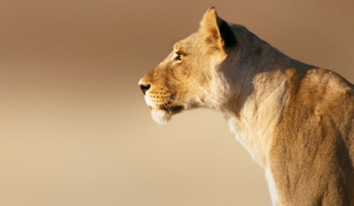 동물원에서 새끼 셋 낳고 8년간 함께 살다 ‘암사자’에게 물려 죽은 ‘수사자’