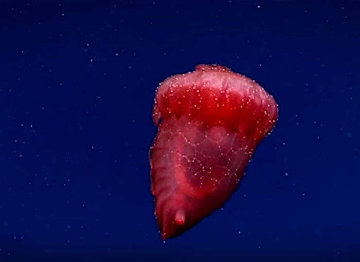 남극 심해에서 처음으로 포착된 ‘희귀’ 해삼의 놀라운 정체