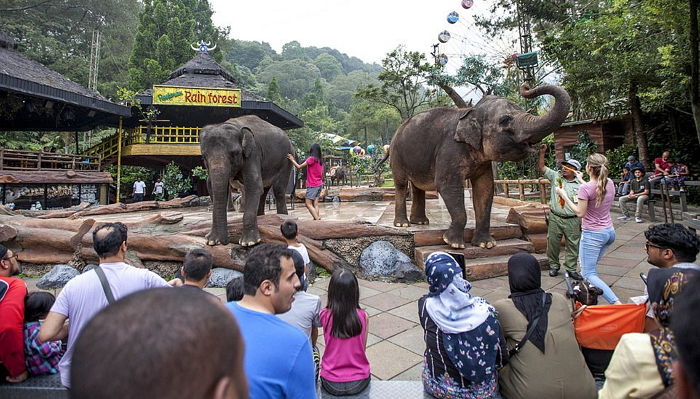 “코끼리쇼를 진행하던 사육사의 소매에는 작은 ‘송곳’이 숨겨져 있었습니다”