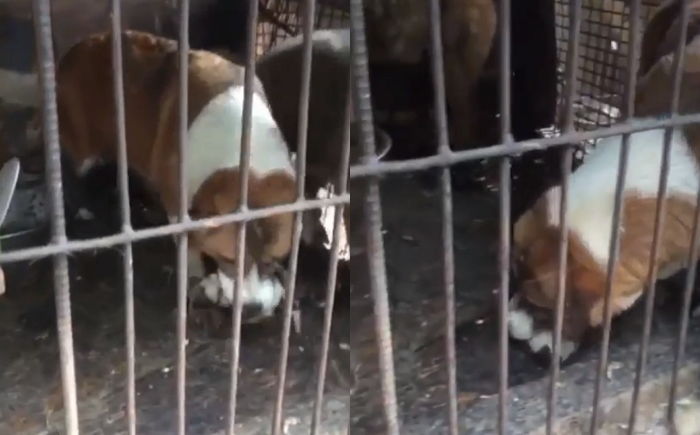 뜬장에 빠져 새끼 모두 죽자 ‘마지막 한 마리’ 물고 절대 안 놓는 ‘개농장’ 엄마 강아지