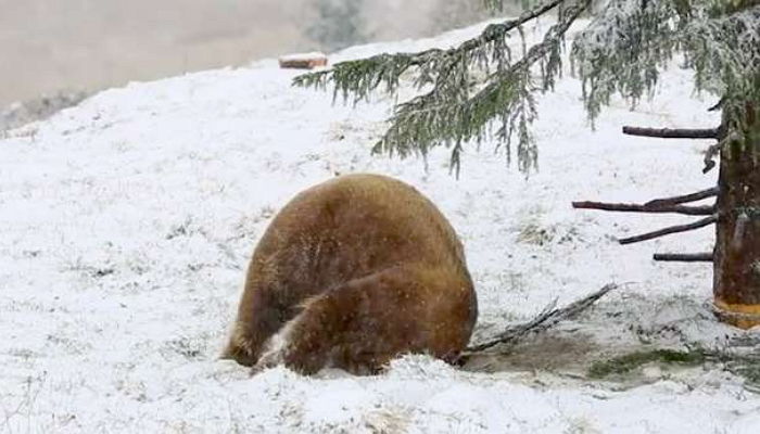 평생 ‘철창’에 갇혀 있다 ‘하얀 눈’ 처음 보고 아기처럼 신나 뒹구는 곰