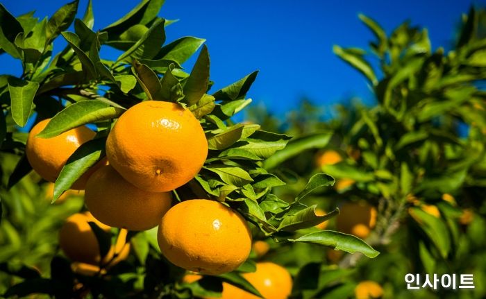 신라스테이, ‘제주 감성’ 그대로 느끼는 감귤밭 체험 패키지 내놨다