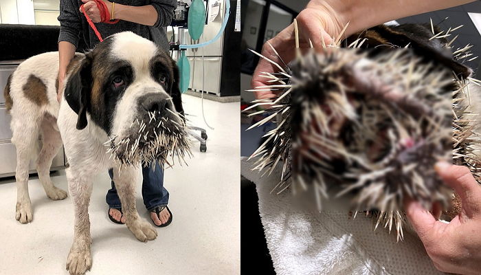 ‘호저’한테 친한 척했다가 입안 목구멍까지 ‘가시 테러’ 당한 강아지