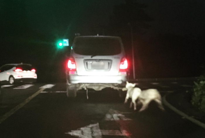 “자동차 트렁크에 강아지 2마리 매단 채 도로 질주한 운전자를 찾습니다”