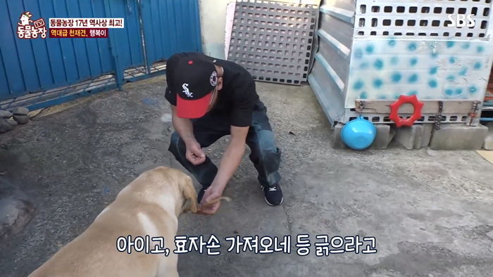 ‘50개’ 넘는 물건 이름 전부 알아듣고 심부름까지 하는 ‘역대급 천재견’ 행복이