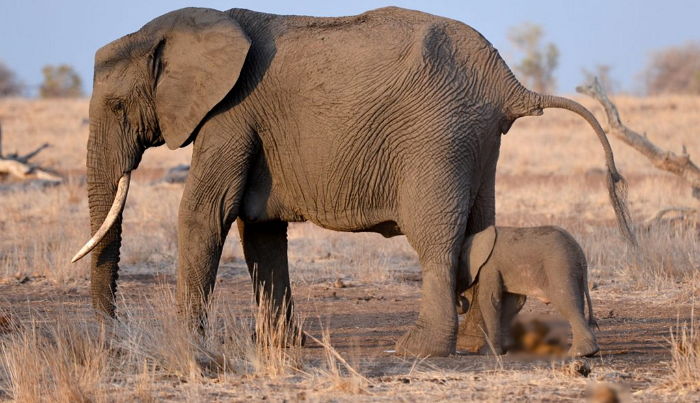 엄마 코끼리와 아기 코끼리