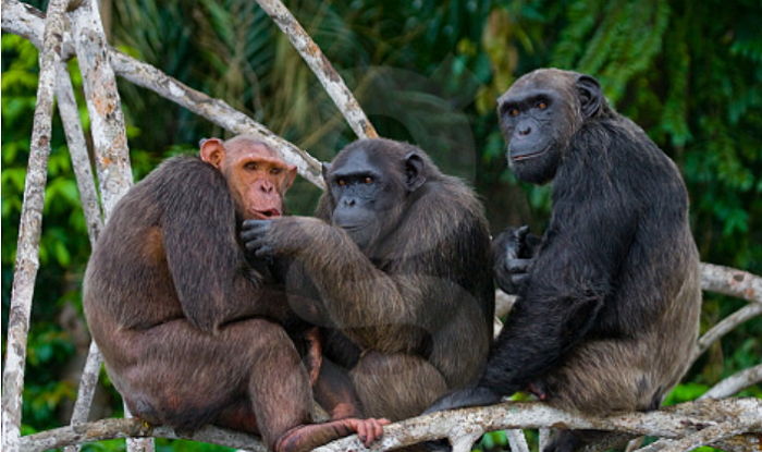 “침팬지도 자신보다 ‘동료’에게 더 이익이 되는 결정을 내릴 수 있다”