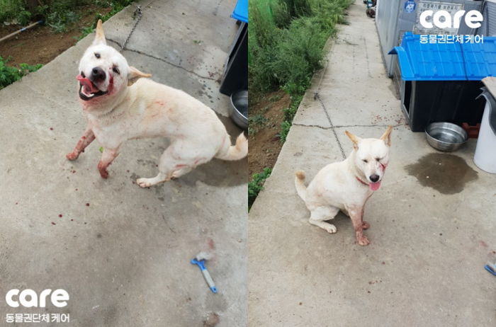 곡괭이로 맞아 ‘피투성이’ 되어도 주인 보면 좋다고 꼬리 치는 백구