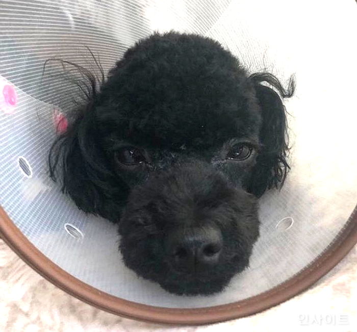 “중성화 수술 받고 돌아온 우리집 반려견 몸 밖으로 내장이 쏟아져 나왔습니다”