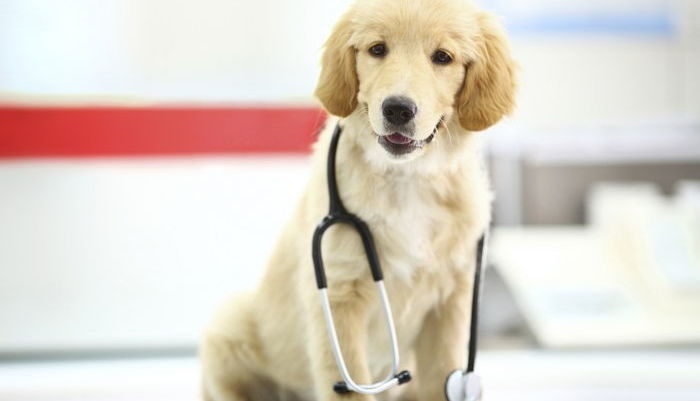 “치매 걸려 아픈 우리집 ‘댕댕이’ 낫게 해줄 ‘치료약’ 나온다”