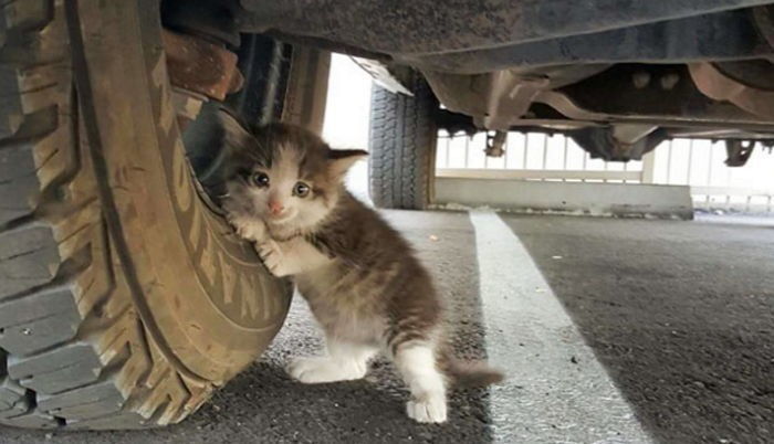 강남구, 2019년부터 배고픈 길냥이 위해 ‘무료 급식소’ 시범 운영한다