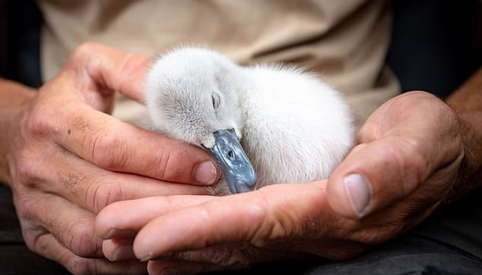 생명의 은인 잊지않고 다시 찾아와 결국 ‘강제 입양’ 성공한 백조