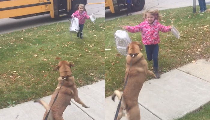 꼬마 주인 하교 시간만 오매불망 기다리다 버스 보고 기뻐 날뛰는 댕댕이