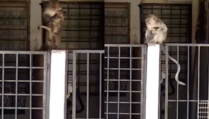 “이렇게 귀여운 생명체가 있다니”…아기 냥이 매력에 푹 빠져 강제 집사(?)된 원숭이