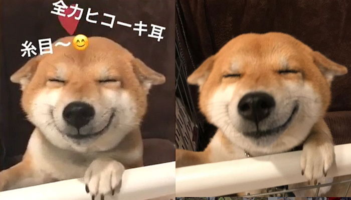 주인과 눈 마주칠 때마다 보살 미소로 ‘윙크 애교’ 부리는 시바견