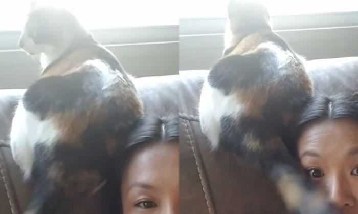 고양이가 얼굴에 엉덩이 들이미는 이유는 집사를 ‘존경’하기 때문이다