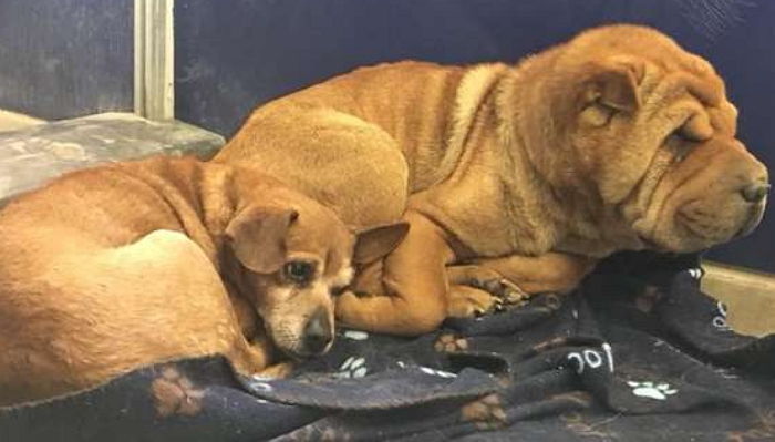 앞 못보는 친구 곁에 딱 붙어 듬직한 ‘보디가드’ 돼준 강아지