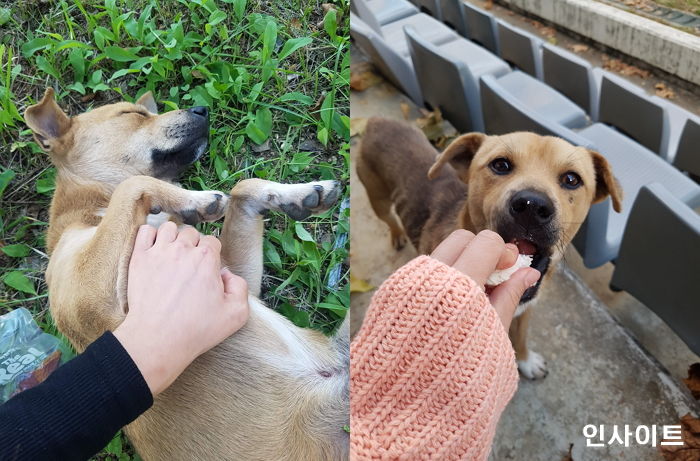 “영남대에서 살다 안락사 위기에 처한 유기견의 ‘가족’이 되어주세요”