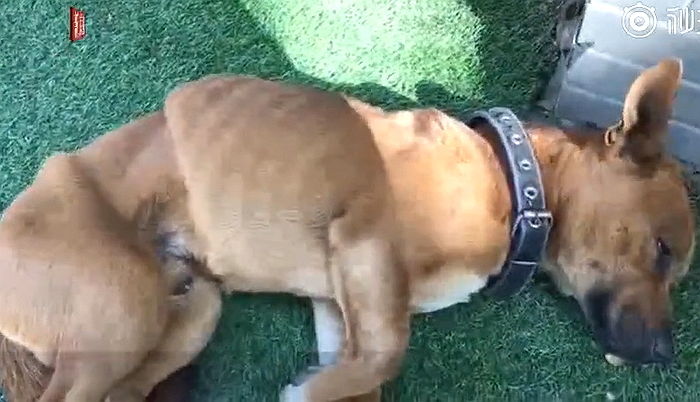 평생 함께한 ‘친구’ 죽은 자리서 7일간 식음 전폐해 ‘갈비뼈’ 훤히 드러난 강아지