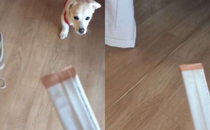 사춘기(?) 와서 좋아하던 간식 먹기 싫다며 침대 밑으로 쏙 숨어버린 짱절미