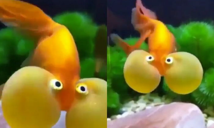 사람이 일부러 유전자 조작해 각막 저절로 부풀어 오르는 ‘금붕어’