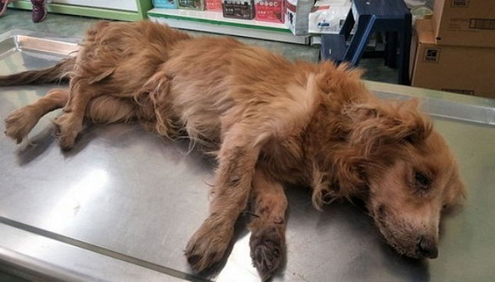 ‘구강암’ 걸린 상태로 음식물 쓰레기로 허기 달래는 강아지에게 주인이 있었다