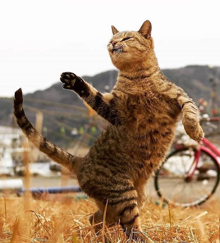 신들린 ‘발차기’ 실력 뽐내며 고양이계 무술 고수로 떠오른 냥이들 (사진 7장)