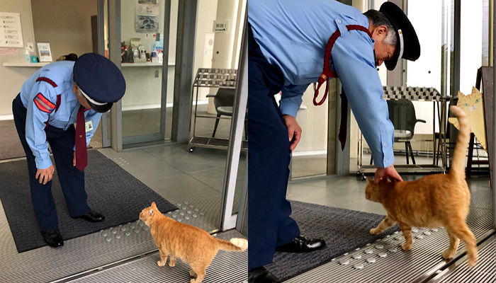 ‘미인계’로 미술관 몰래 입장하려다 경비아저씨에게 딱 걸린 고양이