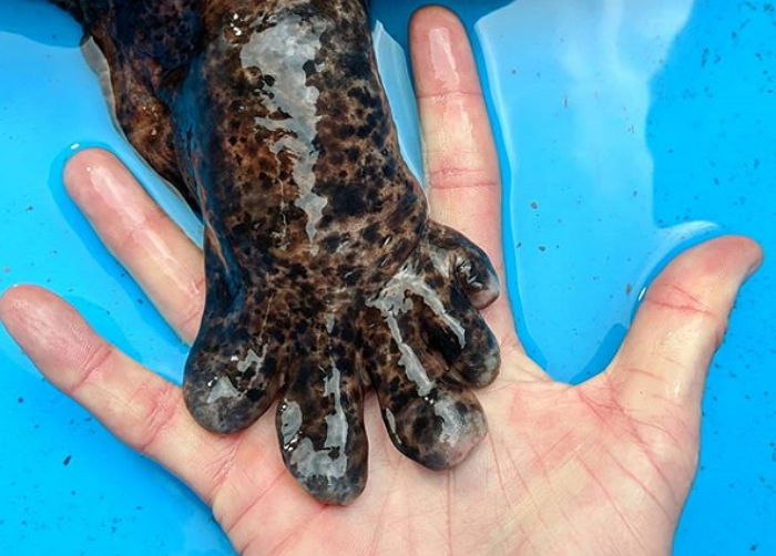 앙증맞은 ‘큐티뽀짝’ 손을 가진 몸길이 최대 1.5m 포식자의 반전 정체