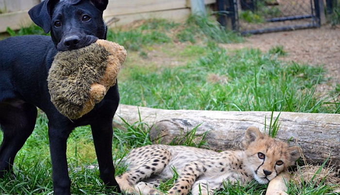 늘 혼자인 아기 치타 안쓰러워 ‘최애’ 인형 선물하며 ‘친구’돼준 댕댕이