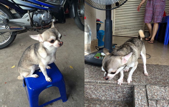 “엄마·아빠가 누구니?” 허스키 털색+치와와 얼굴로 ‘출생의 비밀’ 논란된 댕댕이