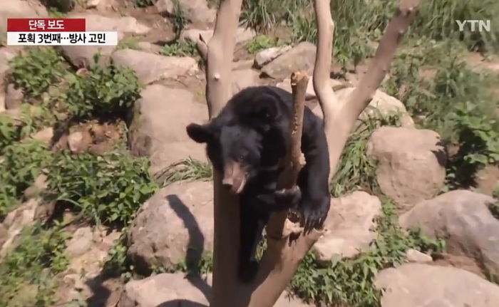 사람 좋아 졸졸 따라다니던 지리산 아기 곰, 결국 우리에 갇혔다