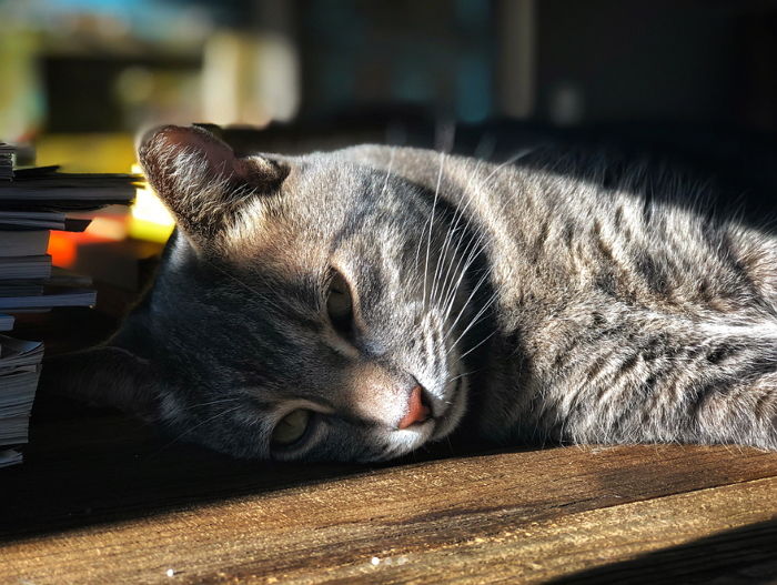 절친 댕댕이와 사진 찍는 재미에 푹 빠진 고양이의 ‘세젤귀’ 셀카샷 시즌2