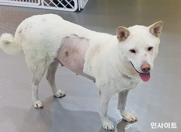 배 속 아기 지키려 칼에 찔려도 살아남은 죽순이에게 ‘댕댕이 패딩’ 선물하는 네파