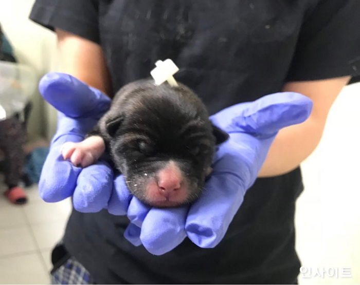 태어나자마자 ‘탯줄’ 달린 채 버려져 유기견 보호소로 들어온 새끼 강아지