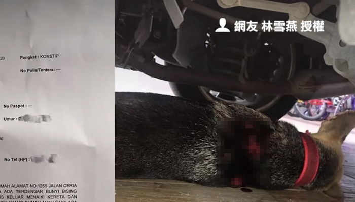 사람 보고 반가워 ‘꼬리’ 흔들던 강아지 몸에는 총알 ‘42개’가 박혀 있었다